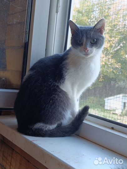 Очень добрый котик