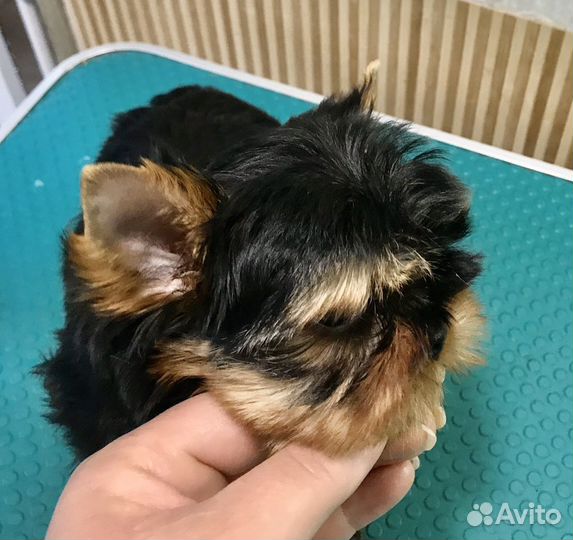 Детки ждут своих родителей