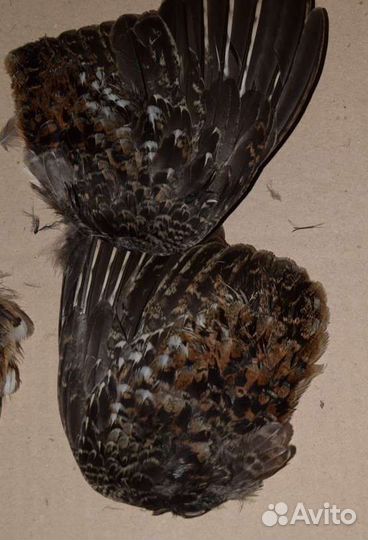 Перо рябчика и вальдшнепа