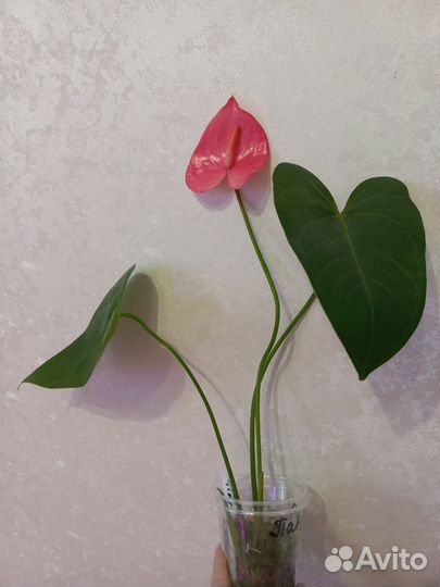 Антуриум Пандола