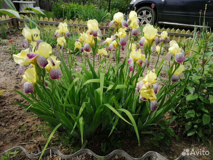 Ирисы сортовые