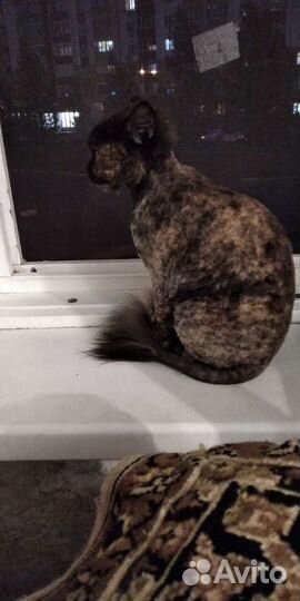 Передержка животных на время отпуска