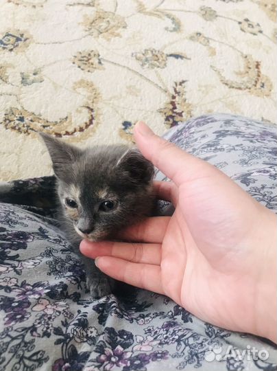 Котенок девочка в добрые руки