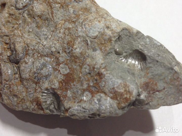 Камень с множеством ракушек внутри, более 20 шт