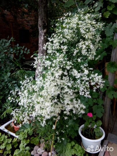 Клематис (ломонос прямостоячий)