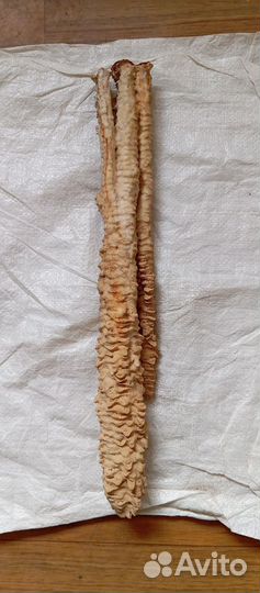 Сталактит. Пещеры Сочи