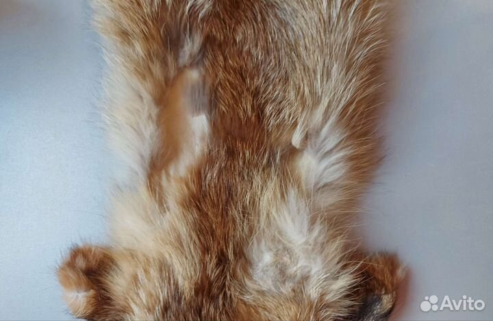 Шкурка лисы