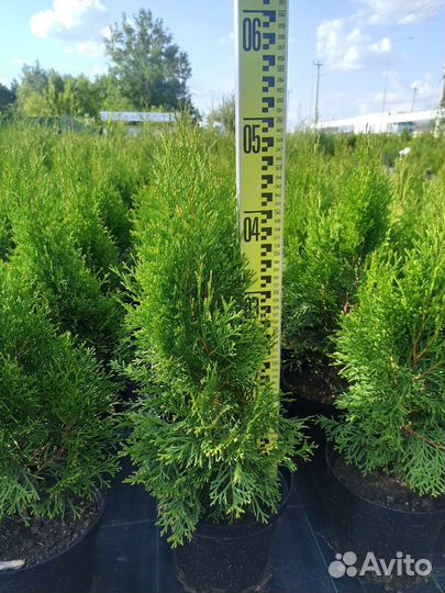 Туя Смарагд С3 40-55 см