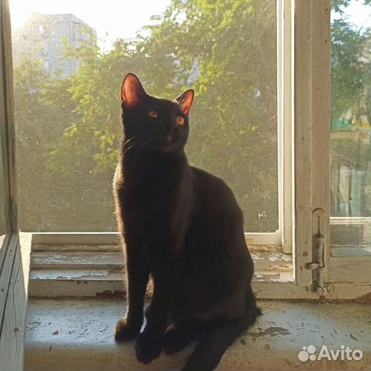 Отдам кота в добрые руки