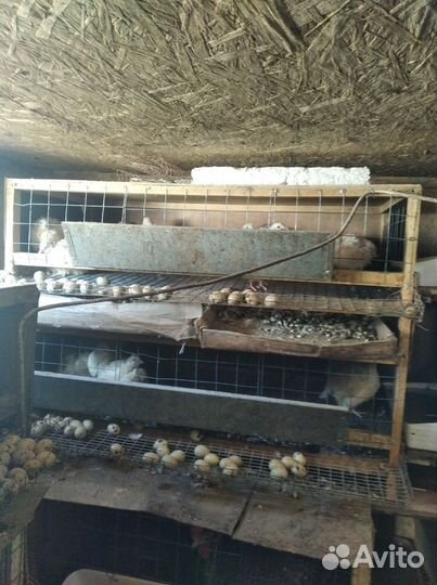 Клетки для кур, перепелов и бройлеров