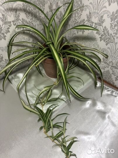 Хлорофитумы, Церопегия