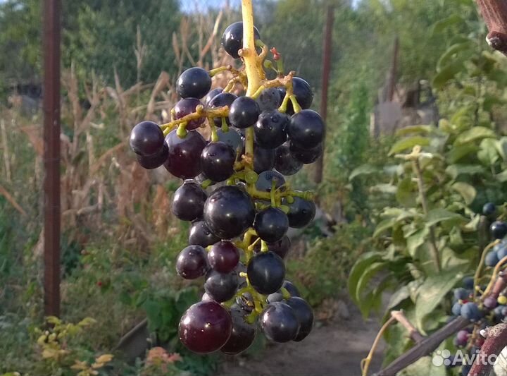 Саженец Винограда - Магнит