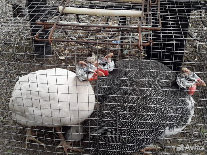 Цесарки.Яйца.Молодняк