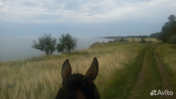 Прогулки на лошадях, фотосессии, обучение