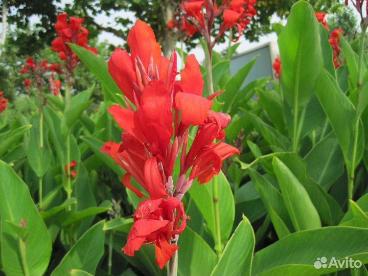 Цветы канны