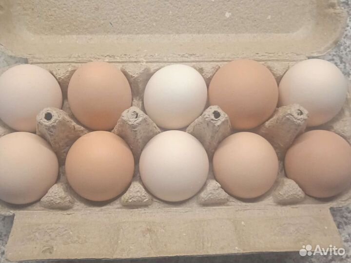 Куриное яйцо
