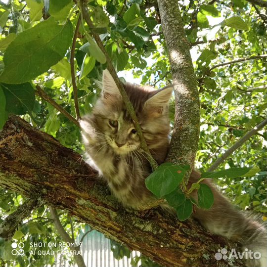 Котята Мейн Кун