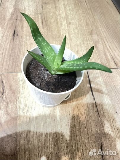 Алоэ столетник очень жирный