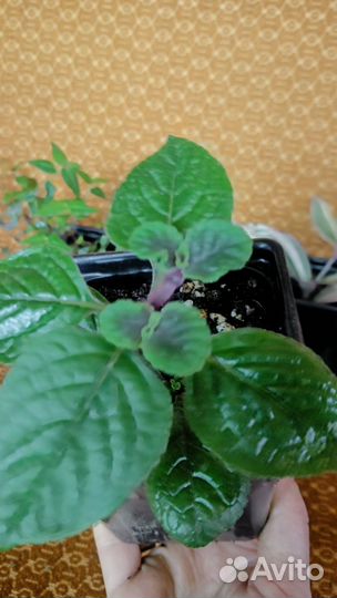 Черенки хорошо укорененные