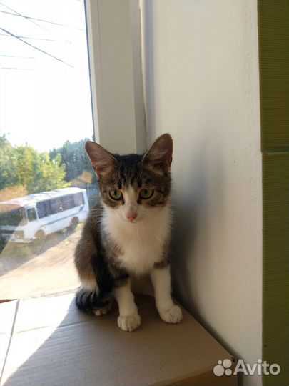 Спасите кошку