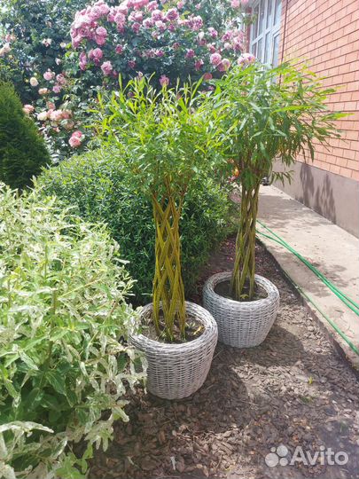 Плетеные деревья из ивы