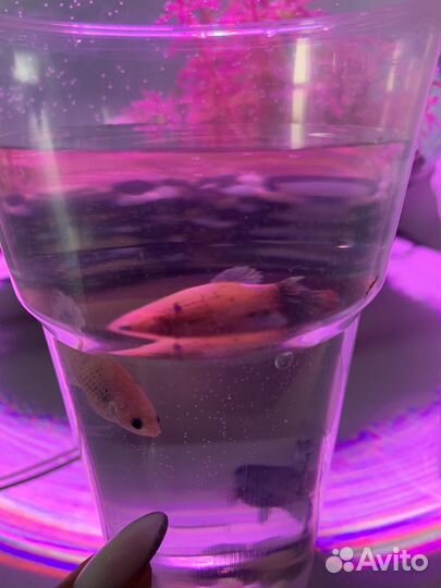 Рыбка петушок самка