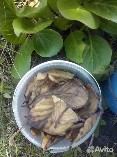 Бадан для здоровья и красоты