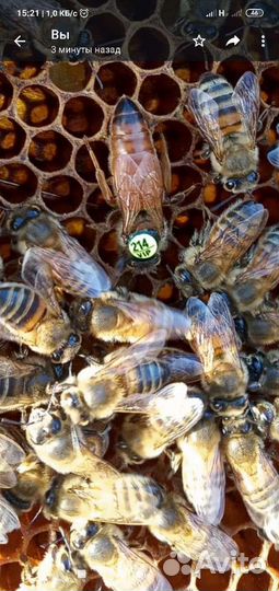 Пчеломатки Бакфаст с закрытого облетника
