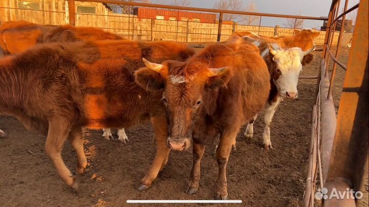 Телки стельные