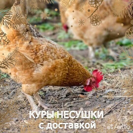 Курочки с доставкой