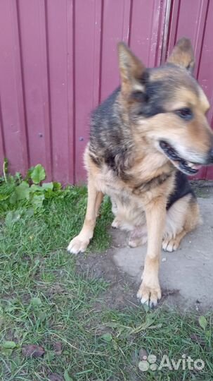 Собака в дар