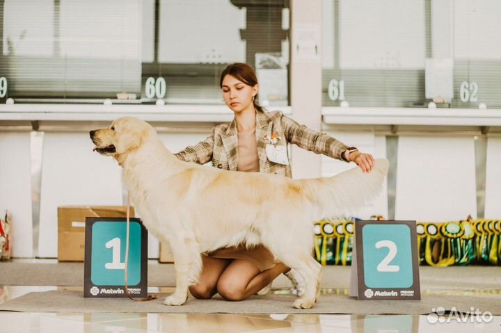 Хендлер, подготовлю вашу собаку к выставке