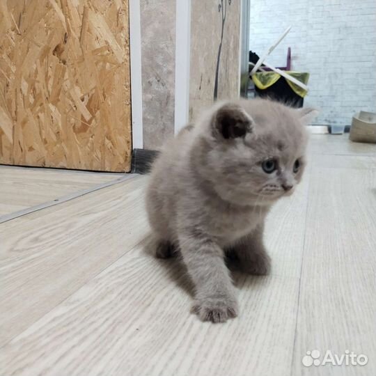Кошки шотландцы