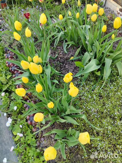 Луковицы (мелкие детки) жёлтых тюльпанов