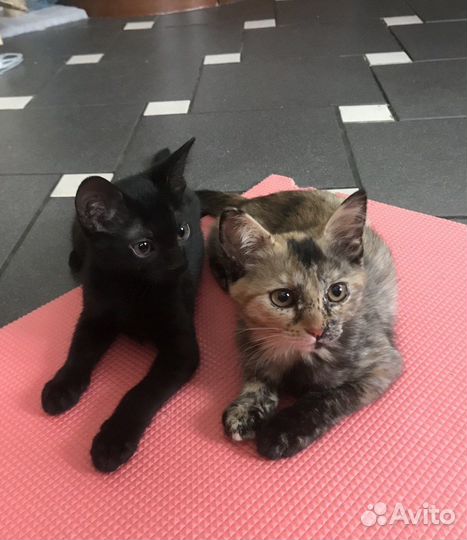 Кошечка в добрые руки