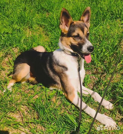 Ищет дом Молли