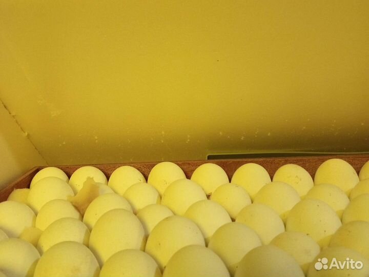 Цыплята суточные