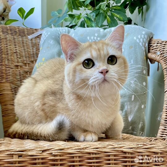 Британский золотой котенок - девочка