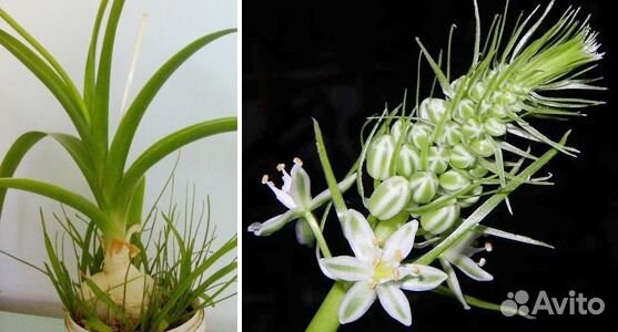 Лекарственный индийский лук с доставкой