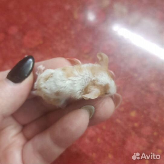 Мышь рэксики, сатиновые