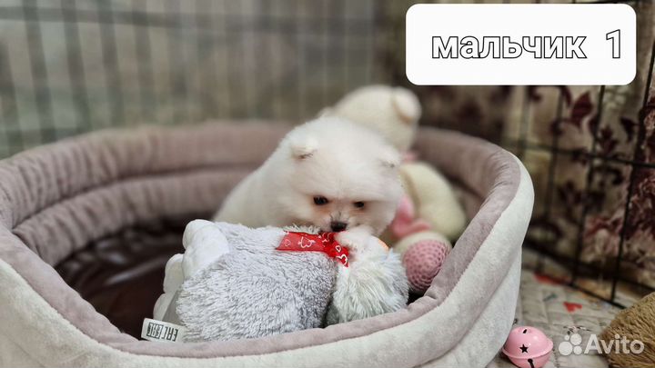 2 мальчика. есть видео