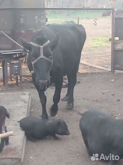 Коровы, козы, поросята