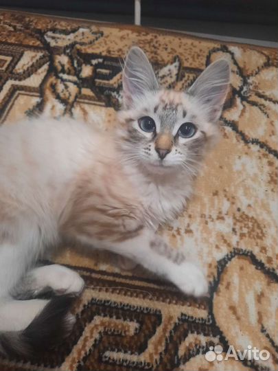 Кошки породистые бесплатно