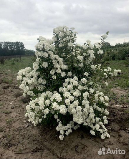 Спирея кустовая многолетняя