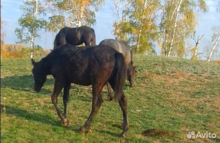 Лошадь обученная