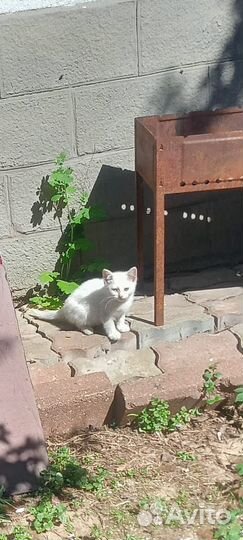 Котята в добрые руки бесплатно