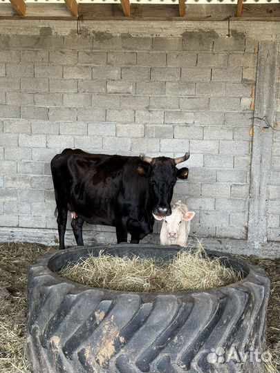 Корова с бычком(шароле)