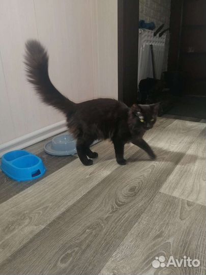 Кошка в добрые руки