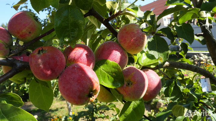 Саженцы и черенки яблонь, груш, алычи, слив