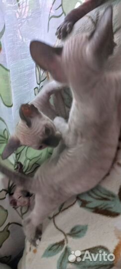Котята сфинкс